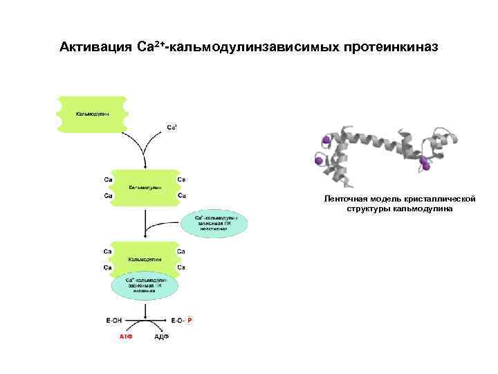 Аденилатциклазная система схема