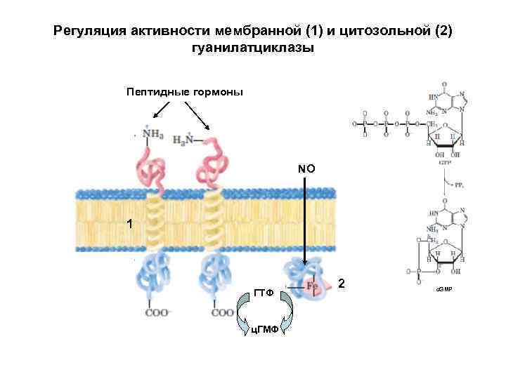 Регуляция активности мембранной (1) и цитозольной (2) гуанилатциклазы Пептидные гормоны NO 1 ГТФ ц.