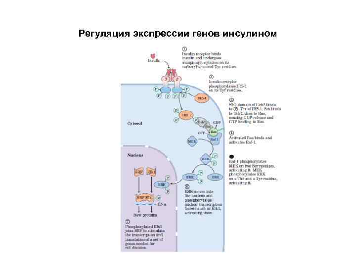 Регуляция экспрессии генов инсулином 