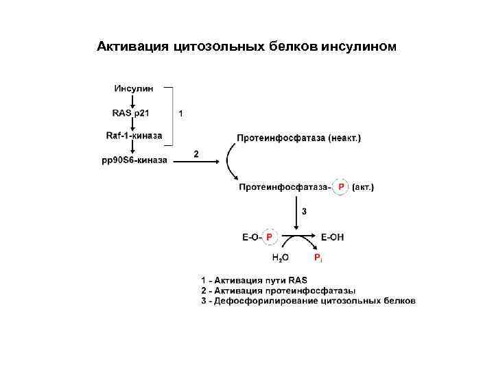 Активация цитозольных белков инсулином 