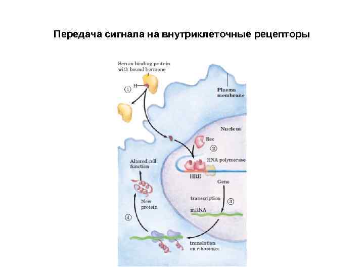 Передача сигнала на внутриклеточные рецепторы 