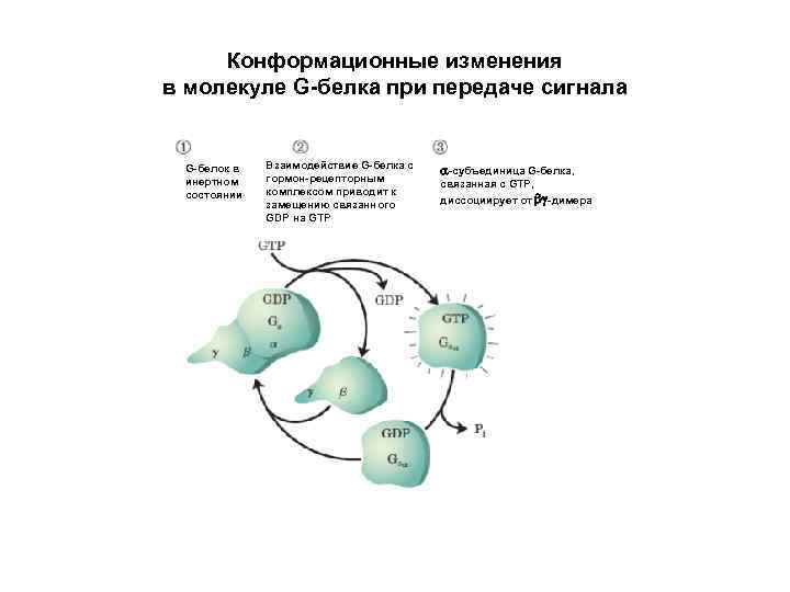 Изменение молекул. В активном состоянии молекула g-белка связана с молекулой. Изменение конформации белка. Конформационные изменения. Конформационные изменения при функционировании белков.