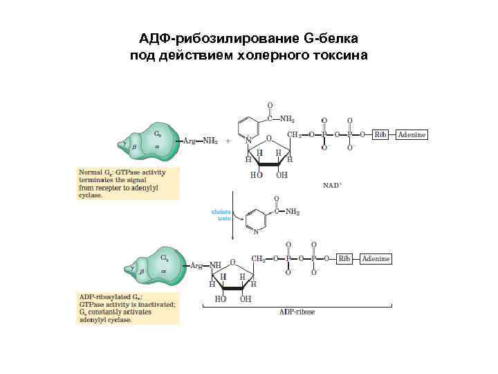 АДФ-рибозилирование G-белка под действием холерного токсина 