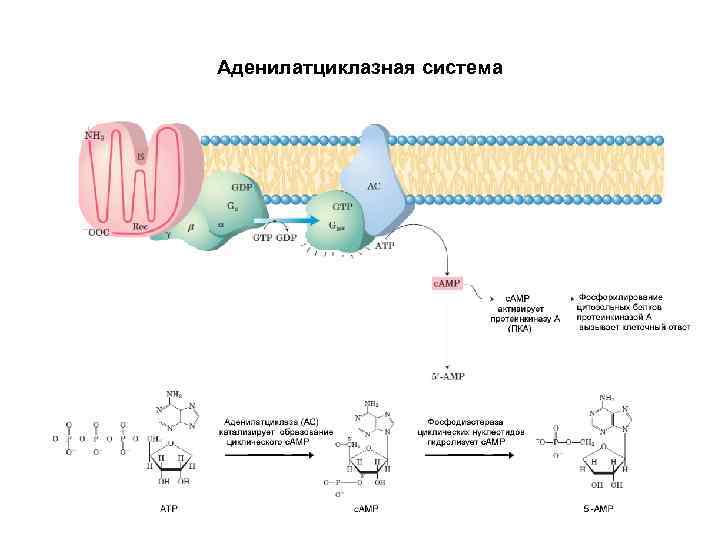 Аденилатциклазная система схема