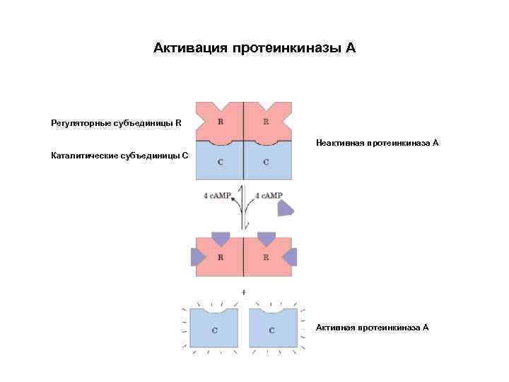 Активация протеинкиназы А Регуляторные субъединицы R Неактивная протеинкиназа А Каталитические субъединицы С Активная протеинкиназа