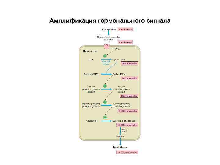 Амплификация гормонального сигнала 