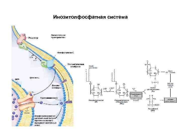 Инозитолфосфатная система 