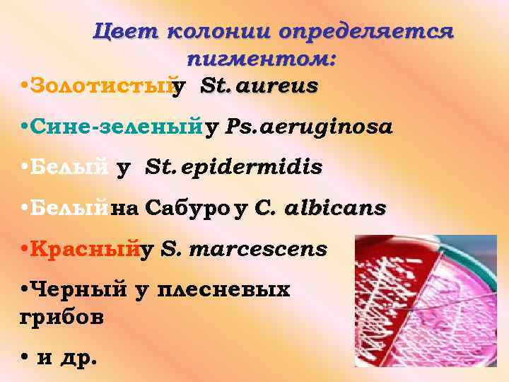 Цвет колонии определяется пигментом: • Золотистый St. aureus у • Сине-зеленый у Ps. aeruginosa