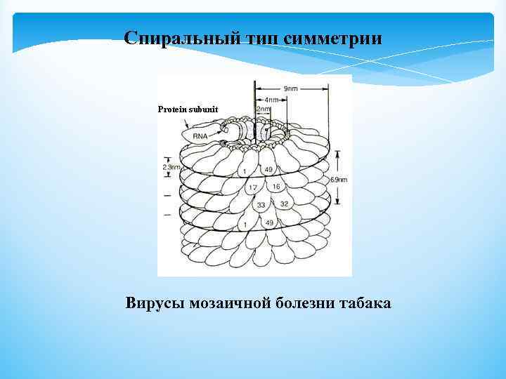 Спиральный тип симметрии Вирусы мозаичной болезни табака 