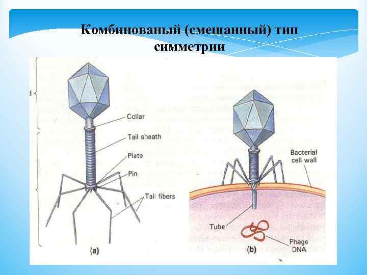 Комбинованый (смешанный) тип симметрии 