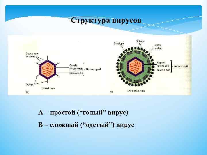 Химическое строение вируса. Схема строения вируса. Простые вирусы. Вирусы вирусология. Сложные вирусы представители.