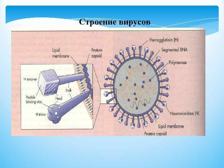 Строение вирусов 