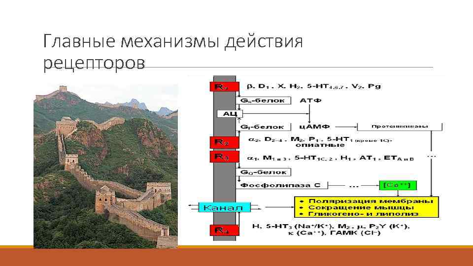 Главные механизмы действия рецепторов 