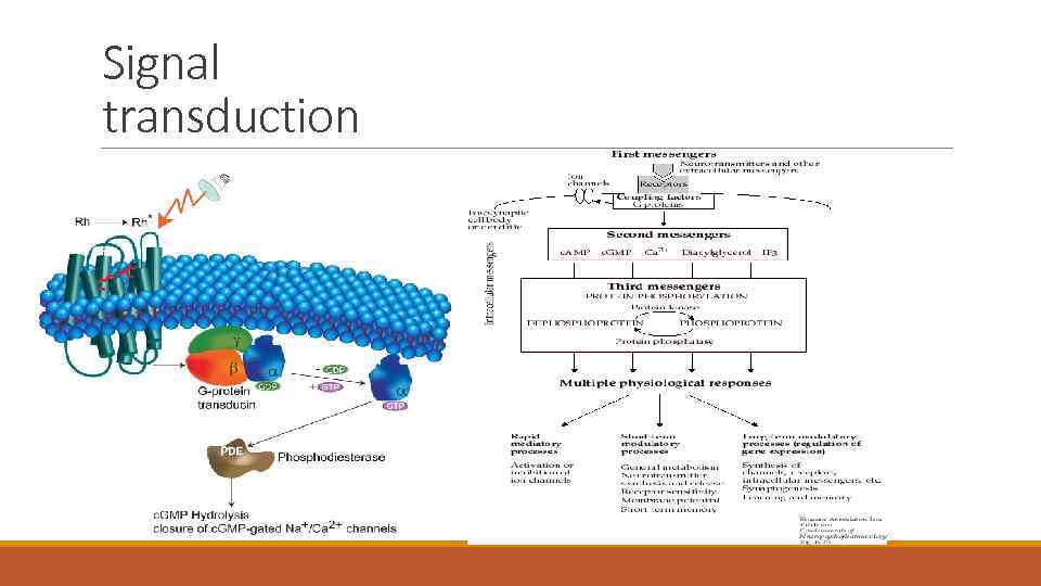 Signal transduction 