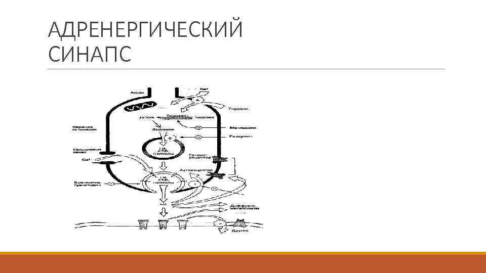 Схема адренергического синапса