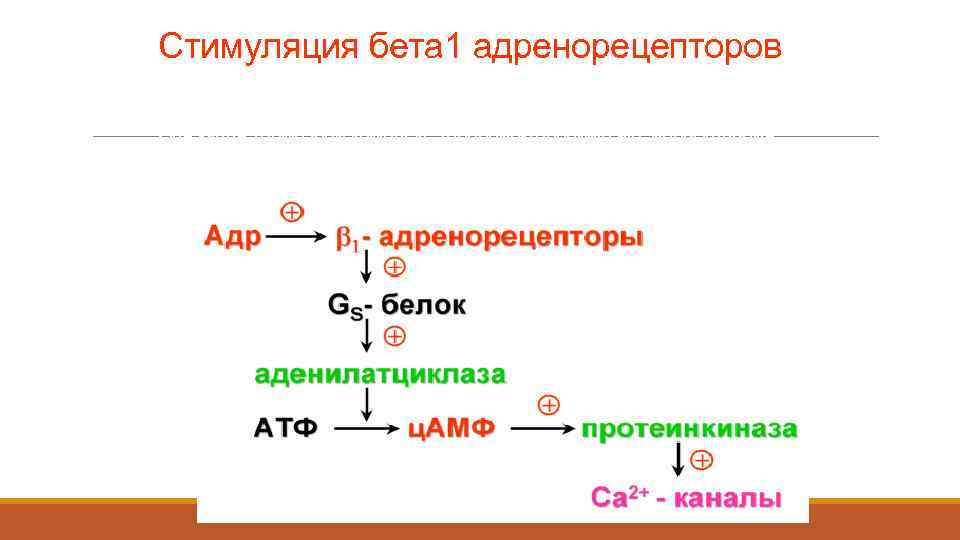 Стимуляция бета 1 адренорецепторов ионы кальция, поступающие через кальциевые каналы, активируют вход кальция из