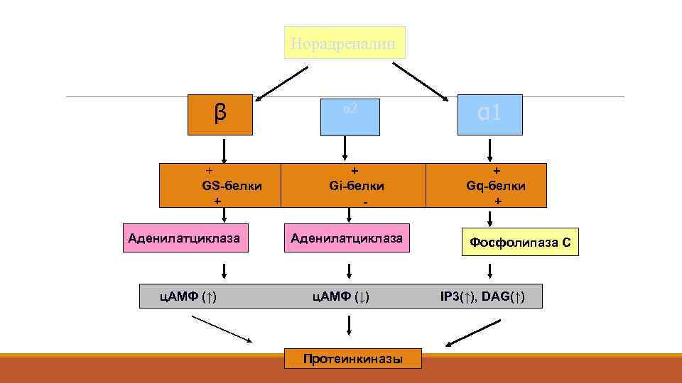 Норадреналин β + GS-белки + Аденилатциклаза ц. АМФ (↑) α 2 + Gi-белки Аденилатциклаза