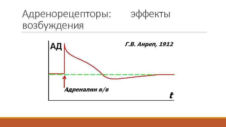 Адренорецепторы: возбуждения эффекты 