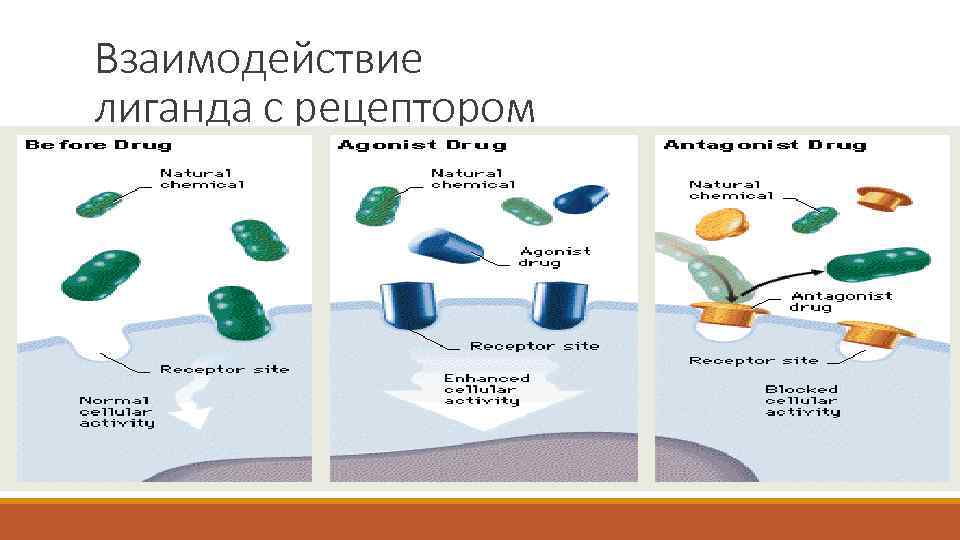 Взаимодействие лиганда с рецептором 