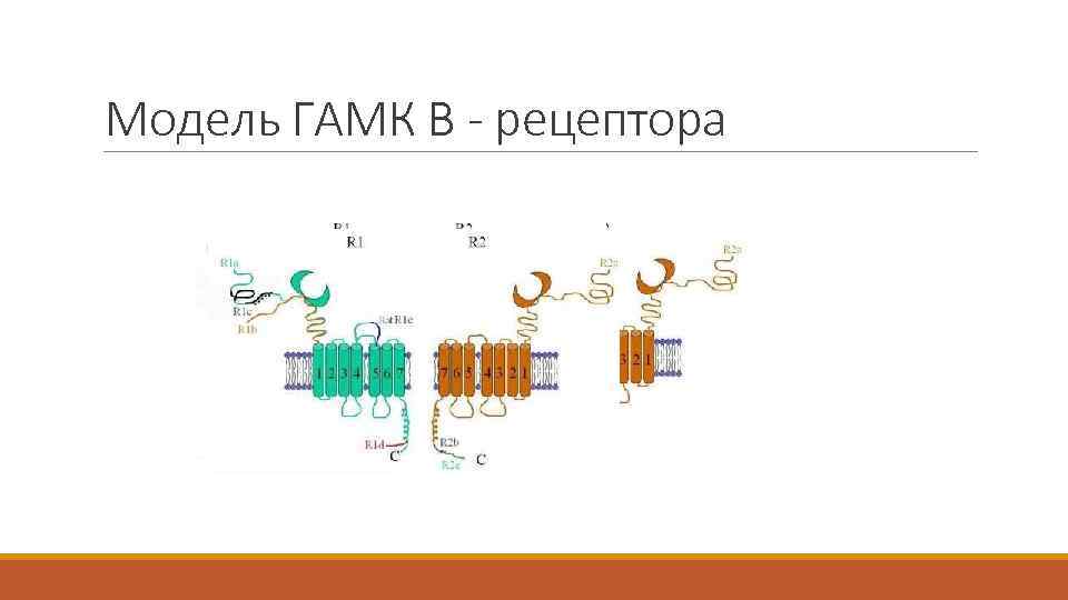 Модель ГАМК В - рецептора 