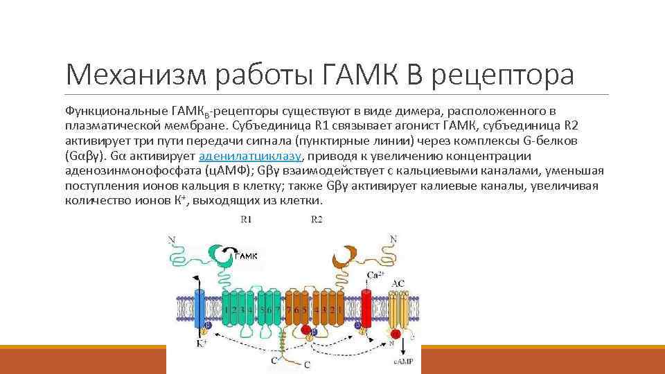 Механизм работы ГАМК В рецептора Функциональные ГАМКB-рецепторы существуют в виде димера, расположенного в плазматической