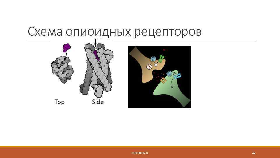 Схема опиоидных рецепторов БЕЛЯНИН М. Л. 49 