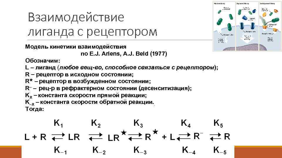 Взаимодействие лиганда с рецептором Модель кинетики взаимодействия по E. J. Ariens, A. J. Beld