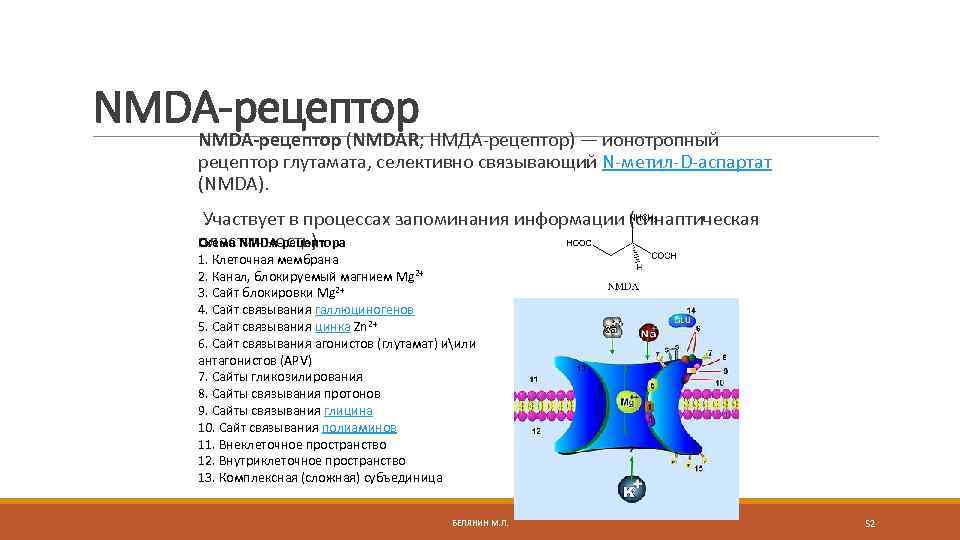 NMDA-рецептор (NMDAR; НМДА-рецептор) — ионотропный рецептор глутамата, селективно связывающий N-метил-D-аспартат (NMDA). Участвует в процессах