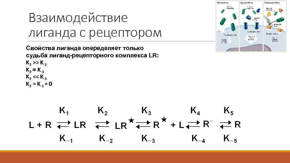 Взаимодействие лиганда с рецептором Свойства лиганда опеределяет только судьба лиганд-рецепторного комплекса LR: K 2
