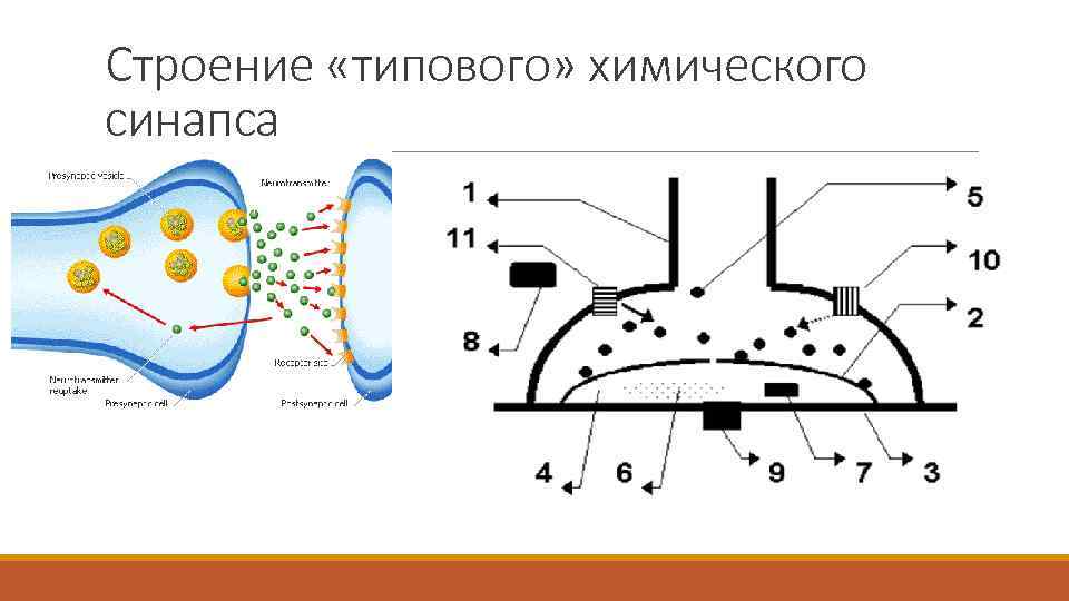 Химический синапс рисунок