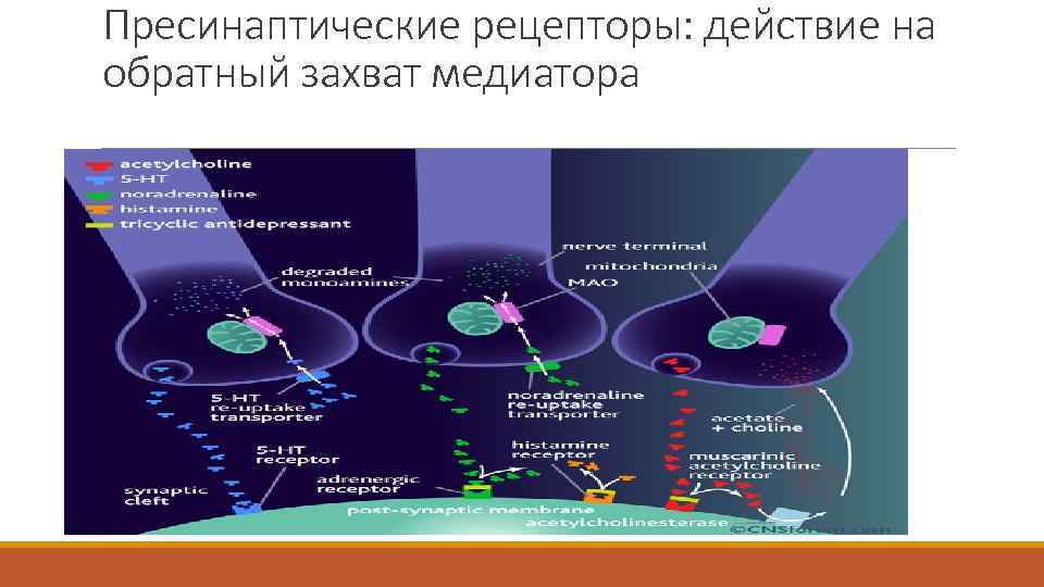 Пресинаптические рецепторы: действие на обратный захват медиатора 