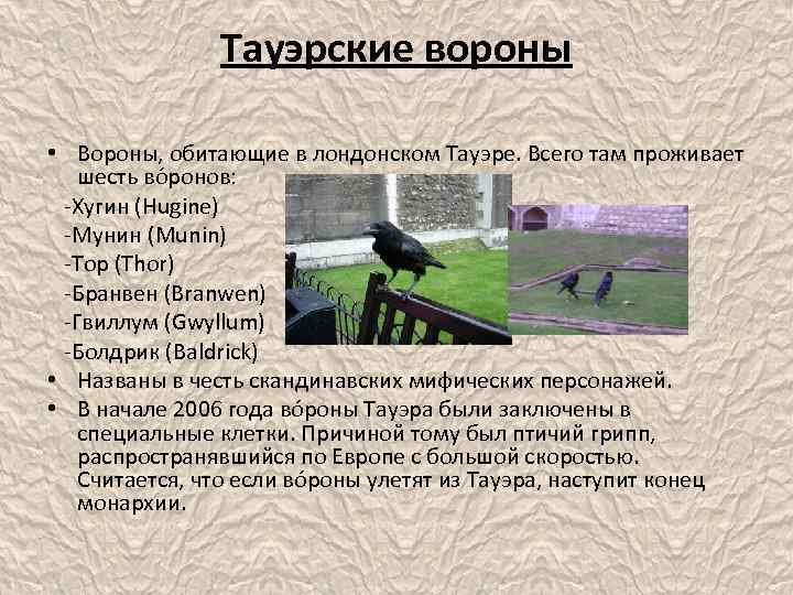 Тауэрские вороны • Вороны, обитающие в лондонском Тауэре. Всего там проживает шесть во ронов: