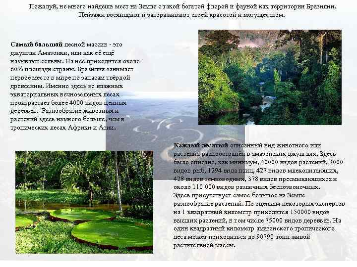 Пожалуй, не много найдёшь мест на Земле с такой богатой флорой и фауной как