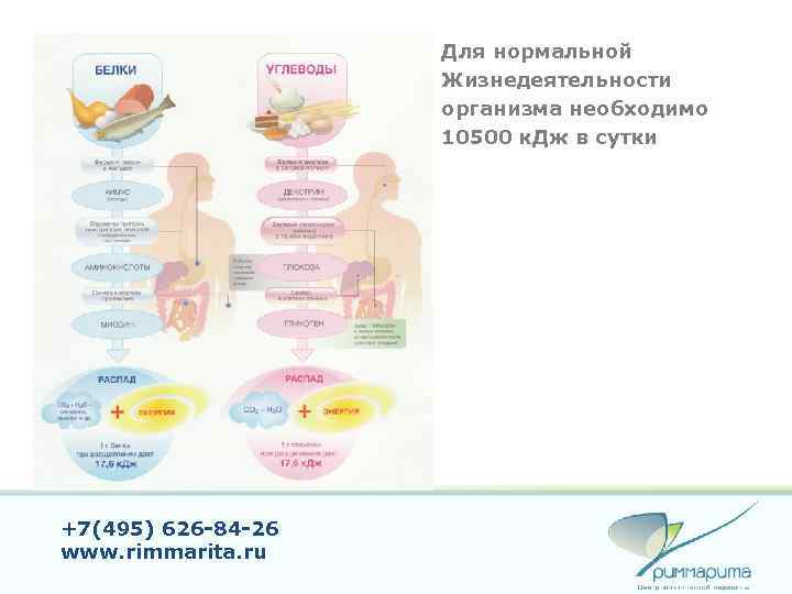 Для нормальной Жизнедеятельности организма необходимо 10500 к. Дж в сутки +7(495) 626 -84 -26