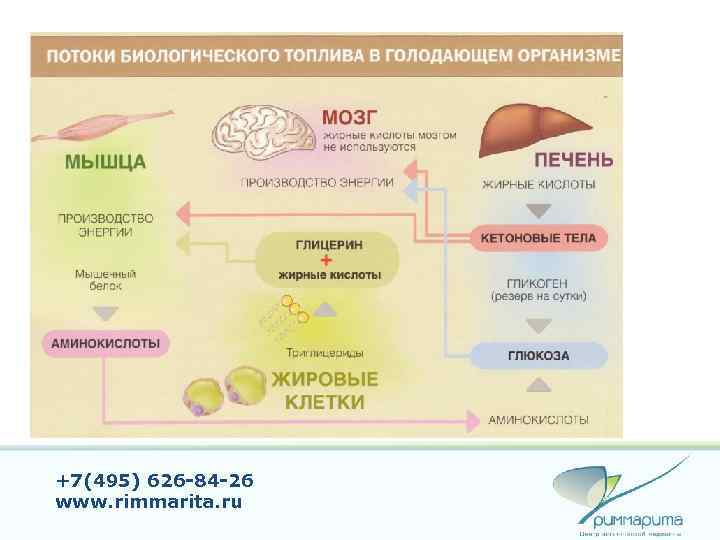 +7(495) 626 -84 -26 www. rimmarita. ru 