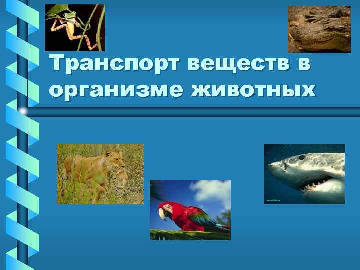 Транспорт веществ в организме животных 