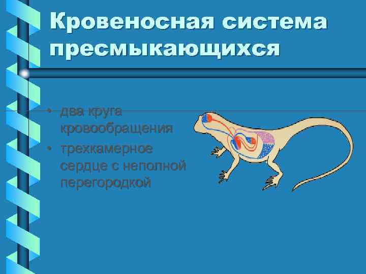 Кровеносная система пресмыкающихся • два круга кровообращения • трехкамерное сердце с неполной перегородкой 