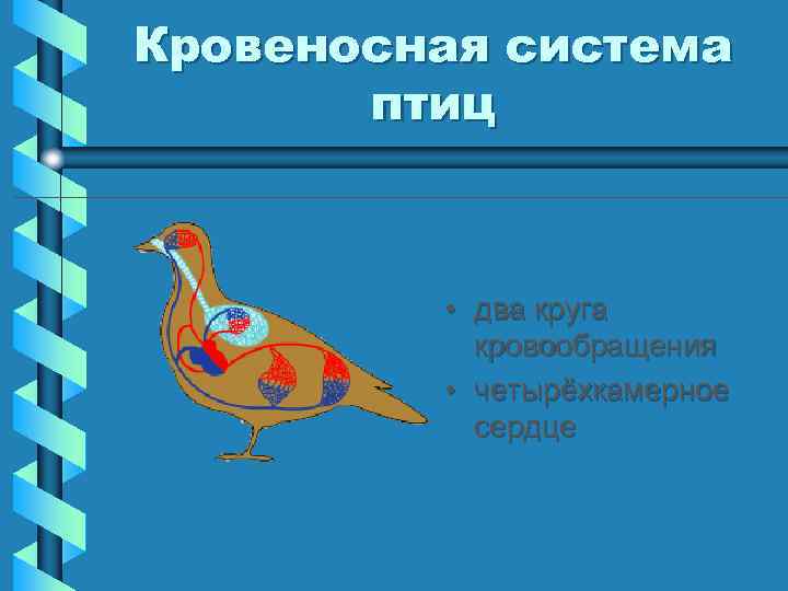 Кровеносная система птиц • два круга кровообращения • четырёхкамерное сердце 