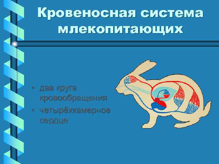 Кровеносная система млекопитающих • два круга кровообращения • четырёхкамерное сердце 