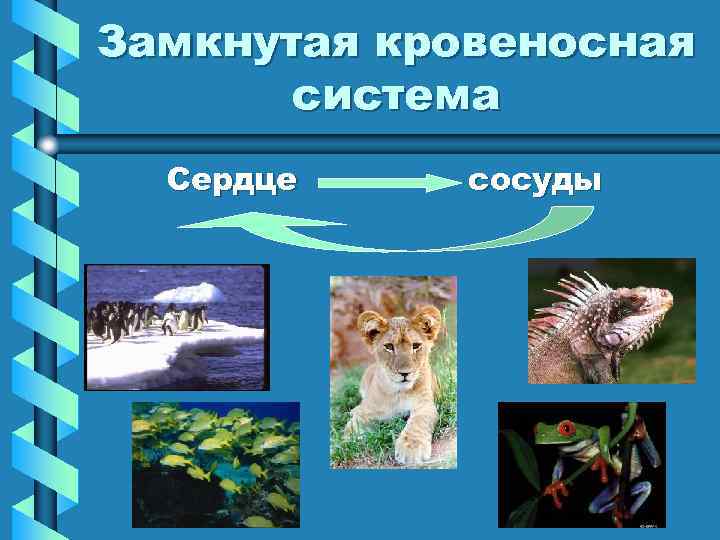 Замкнутая кровеносная система Сердце сосуды 