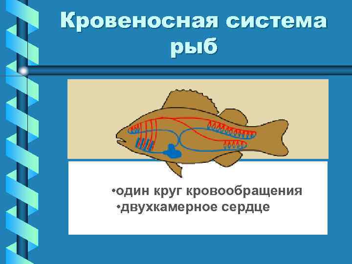 Кровеносная система рыб • один круг кровообращения • двухкамерное сердце 