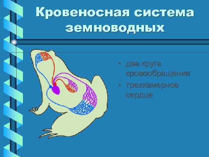 Кровеносная система земноводных • два круга кровообращения • трехкамерное сердце 