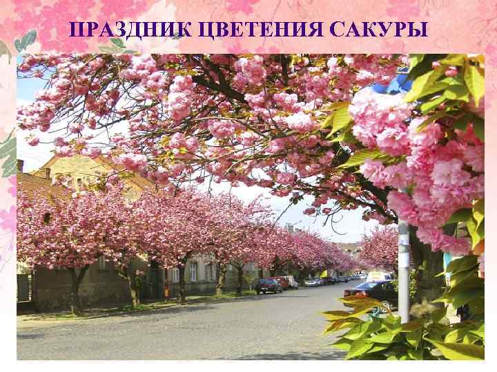 ПРАЗДНИК ЦВЕТЕНИЯ САКУРЫ 