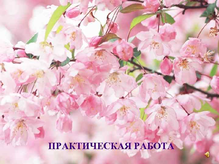 ПРАКТИЧЕСКАЯ РАБОТА 