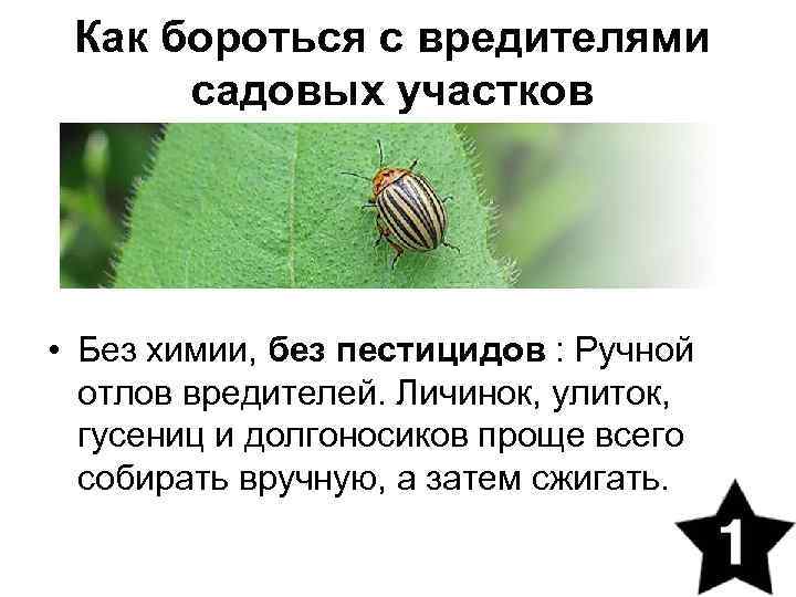 Как бороться с вредителями садовых участков • Без химии, без пестицидов : Ручной отлов