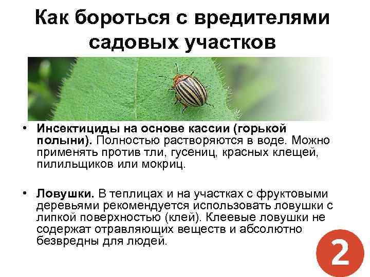 Как бороться с вредителями садовых участков • Инсектициды на основе кассии (горькой полыни). Полностью