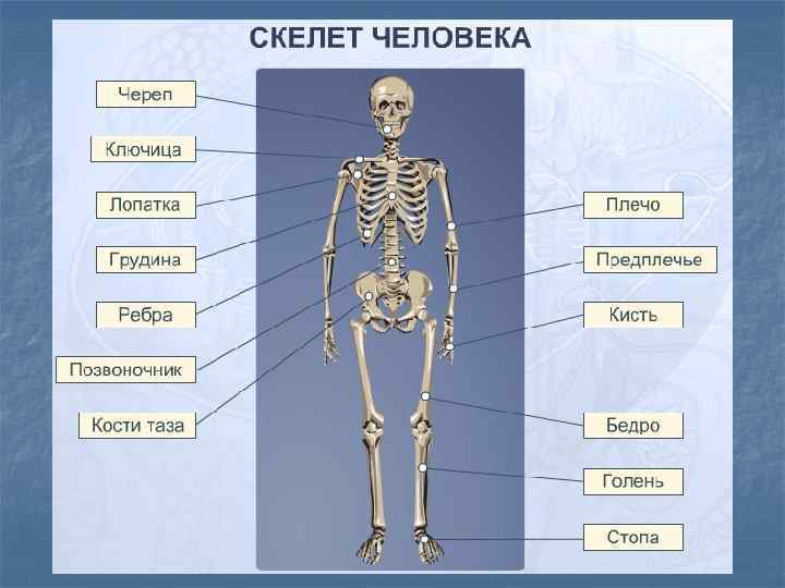 Основы анатомии и физиологии человека презентация