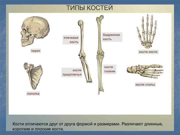 Чем отличаются кости