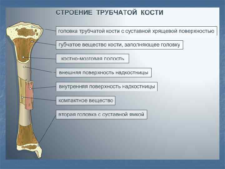 Можно кости. Строение трубчатой кости анатомия. Хрящ в трубчатой кости. Строение трубчатой кости головка трубчатой кости. Структура типичной длинной трубчатой кости.