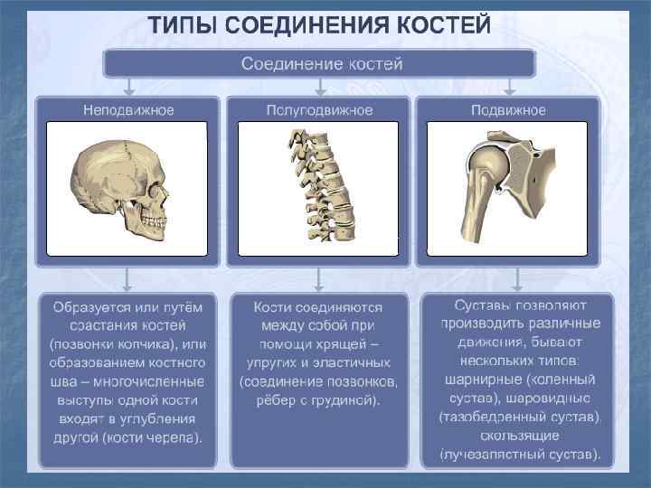 Соединение костей 6. Все типы соединения костей. Основные типы соединения костей. Типы соединения костей человека таблица с примерами.